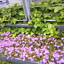 橋に、こんなに綺麗な花々が！