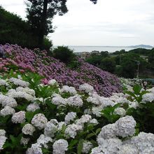 一面の紫陽花