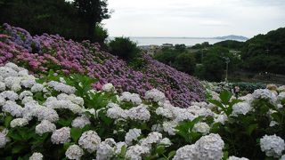 駐車場がなくなるので早めの入園がおすすめ