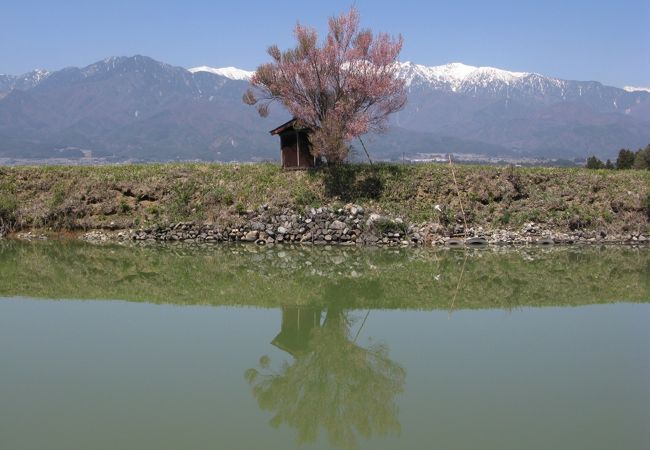 大堤の桜