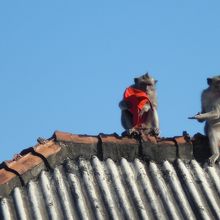 この時も観光客の帽子を奪っていました。