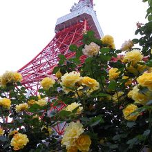 バラと東京タワーのコラボ
