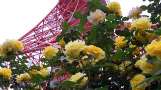 展望台に上らなくても楽しめる、東京を象徴するタワー!
