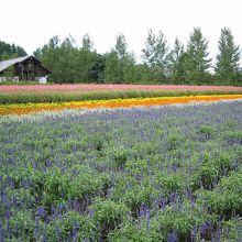 見事に手入れされたお花畑