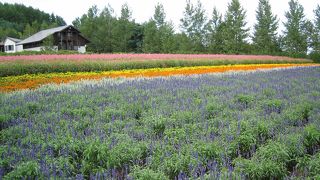 見事に咲かせてます