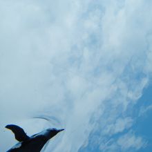 空飛ぶペンギン