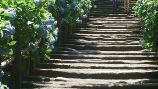 青いあじさいが咲き乱れています