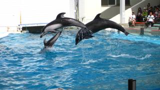 新潟市水族館 マリンピア日本海