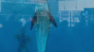 イルカショーは無料