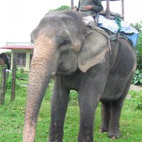 エレファントサファリ