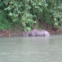 散歩中、野生のサイに遭遇！