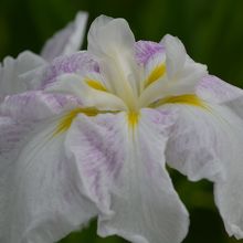 ピンクフロスト