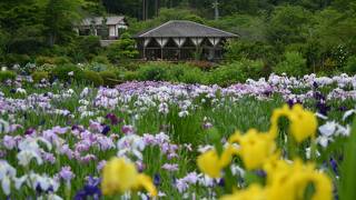 満開の花菖蒲と睡蓮と紫陽花《 花が好きな方は是非》