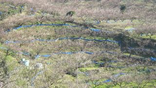 幾千本もの梅の木