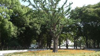 名古屋市科学館や名古屋市美術館などもあるようで