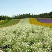 何度でも行きたいきれいなお花畑