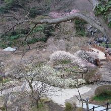 色とりどりの梅が楽しめます！