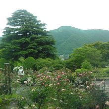 バラとあじさいが楽しめます