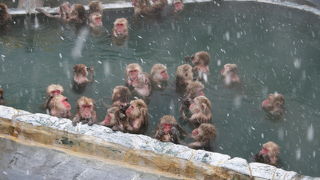お猿さんが温泉に入ってました。