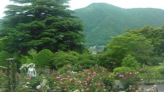 あじさいの種類に圧倒！