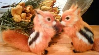 裏原でお茶するなら