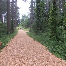 木材チップの敷かれた遊歩道が、見本林に続いていました