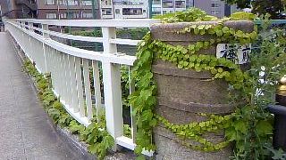 蔦に覆われたその橋の姿も、また美しい♪