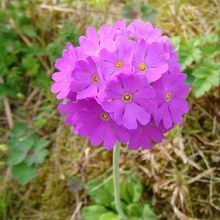 レブンコザクラ