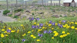 お花がいっぱい