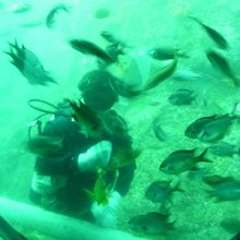 お魚が眼の前に