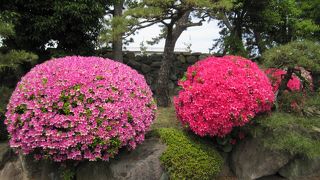 食いつく鯉たち
