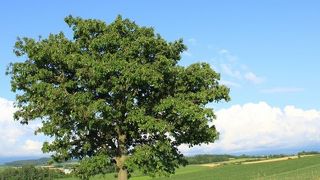 美瑛では欠かせない木