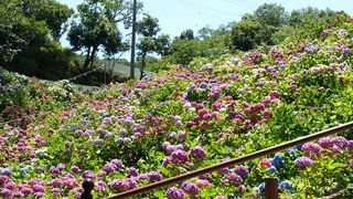 あじさいまつり