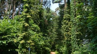 小さな森で森林浴