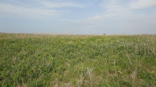 整備された原生花園