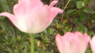 上海最大の植物園