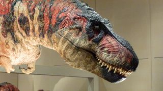 恐竜の特別展示