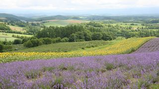 色とりどりの花畑を一望！深山峠展望台