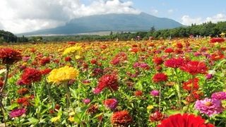 ９月はヒャクニチソウが咲いていました