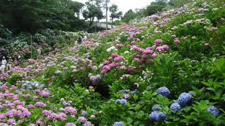 三河湾と一面の紫陽花が見渡せる