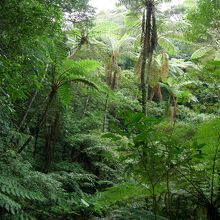 シダ植物のヒカゲヘゴ（一番高いもので12mもある）