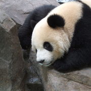 上海動物園も良いけど、野生動物園も良いですよ