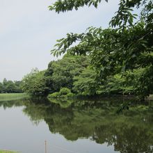 大宮公園の池