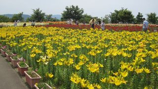 ゆりが全力で満開中でした