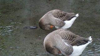 2度目の金鱗湖でベストショット?!