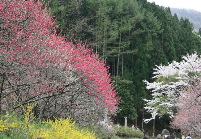 花桃メルヘンでした。