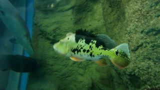 イルカのショー