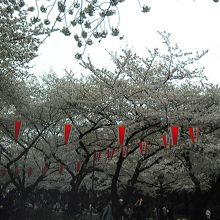桜も人も大集合