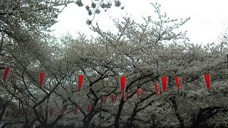 アートも動物園も