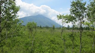 ６月は緑がいっぱいですね